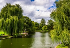 depositphotos_52617401-stock-photo-weeping-willow-trees-and-a